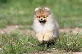 SPITZ ALLEMAND 262